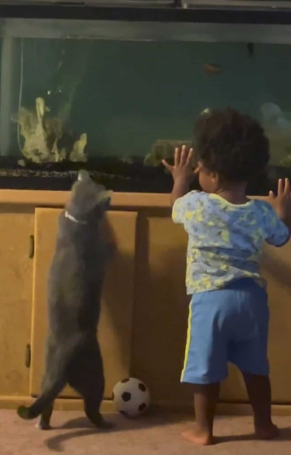 baby playing with a cat in house