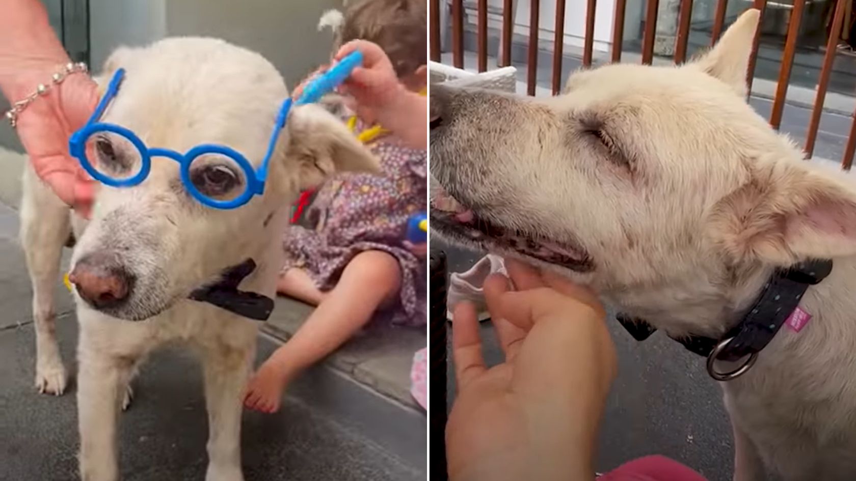 baby playing with dog and glasses