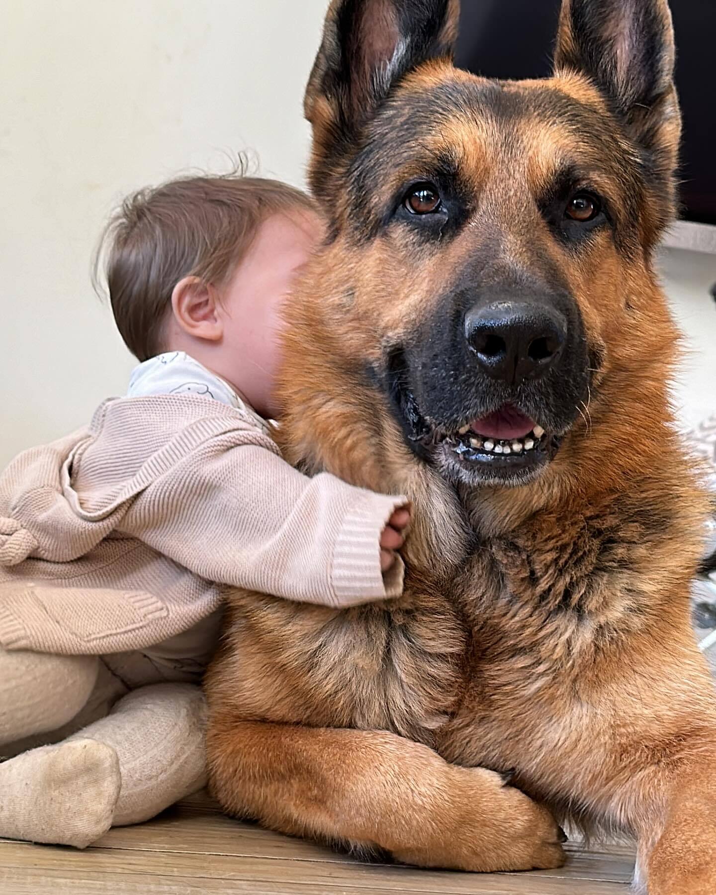 baby playing with german shepherd dog (1)