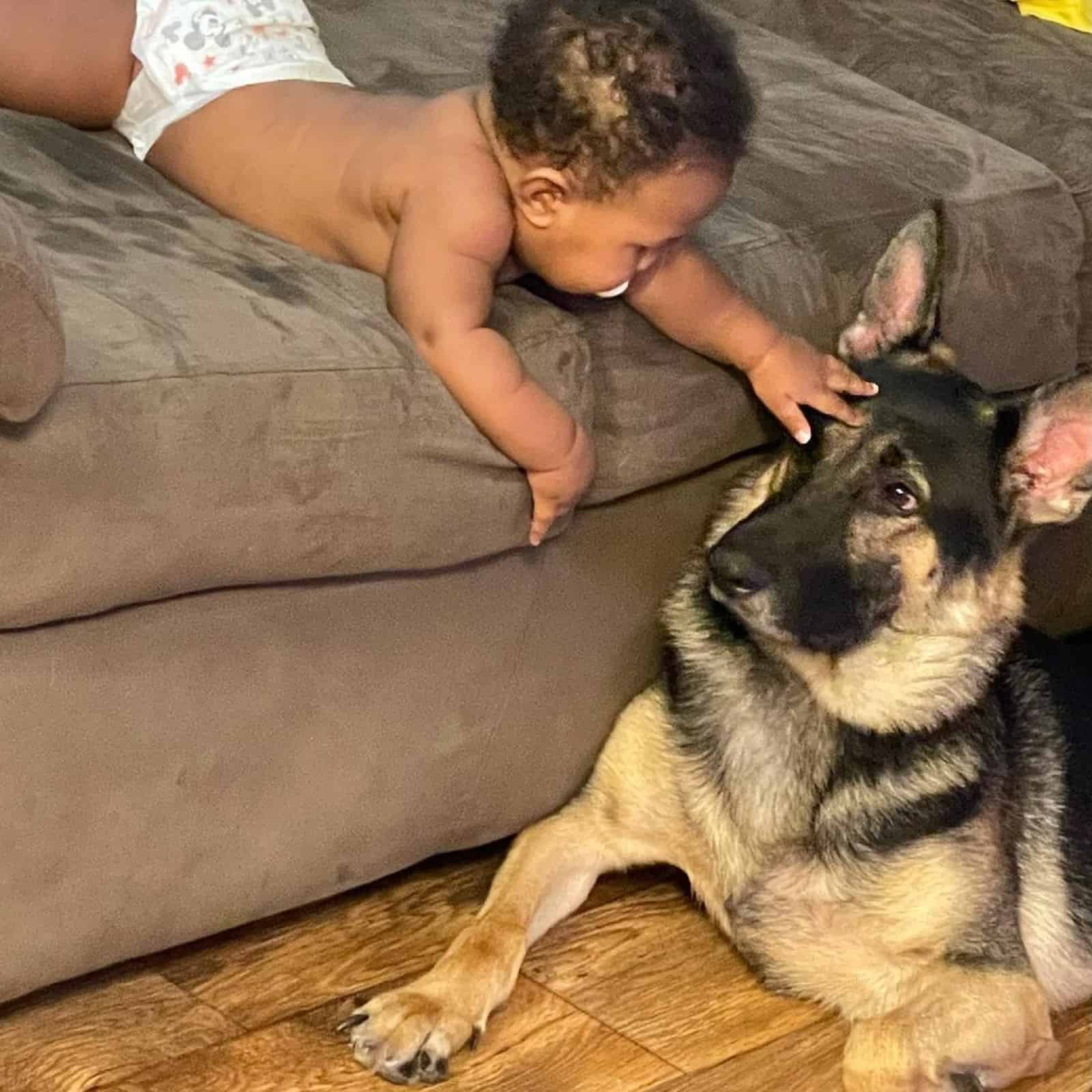 baby playing with german shepherd dog in house