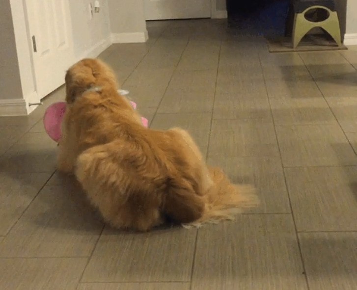 back photo of golden retriever lying