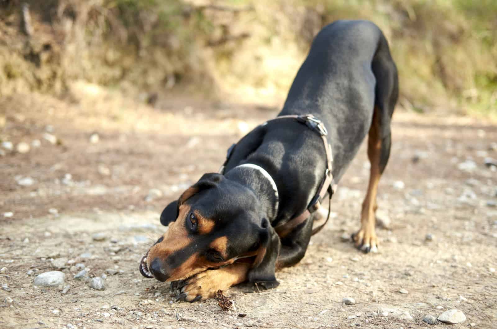 balkan or greek hound