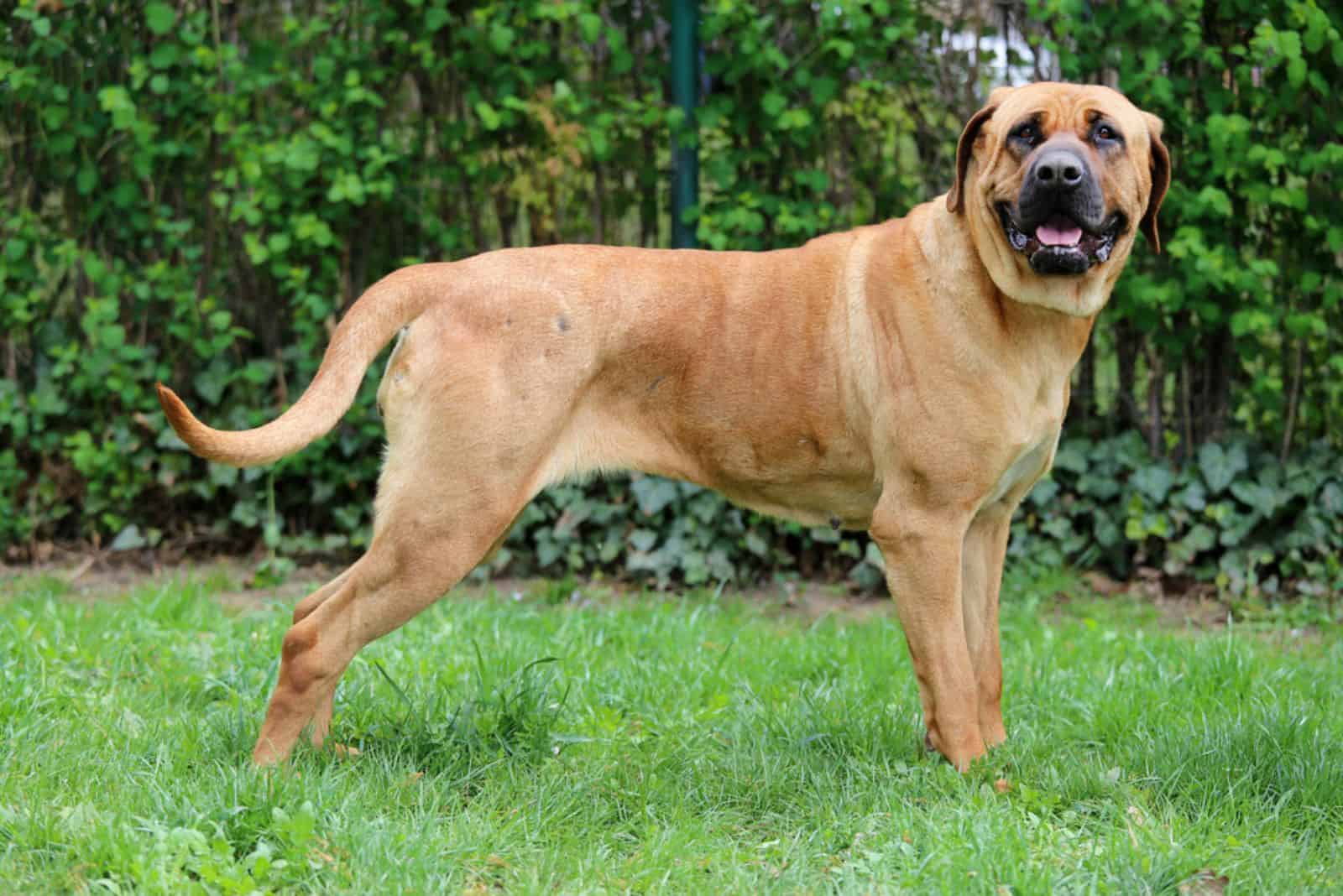 Bandog on the green grass