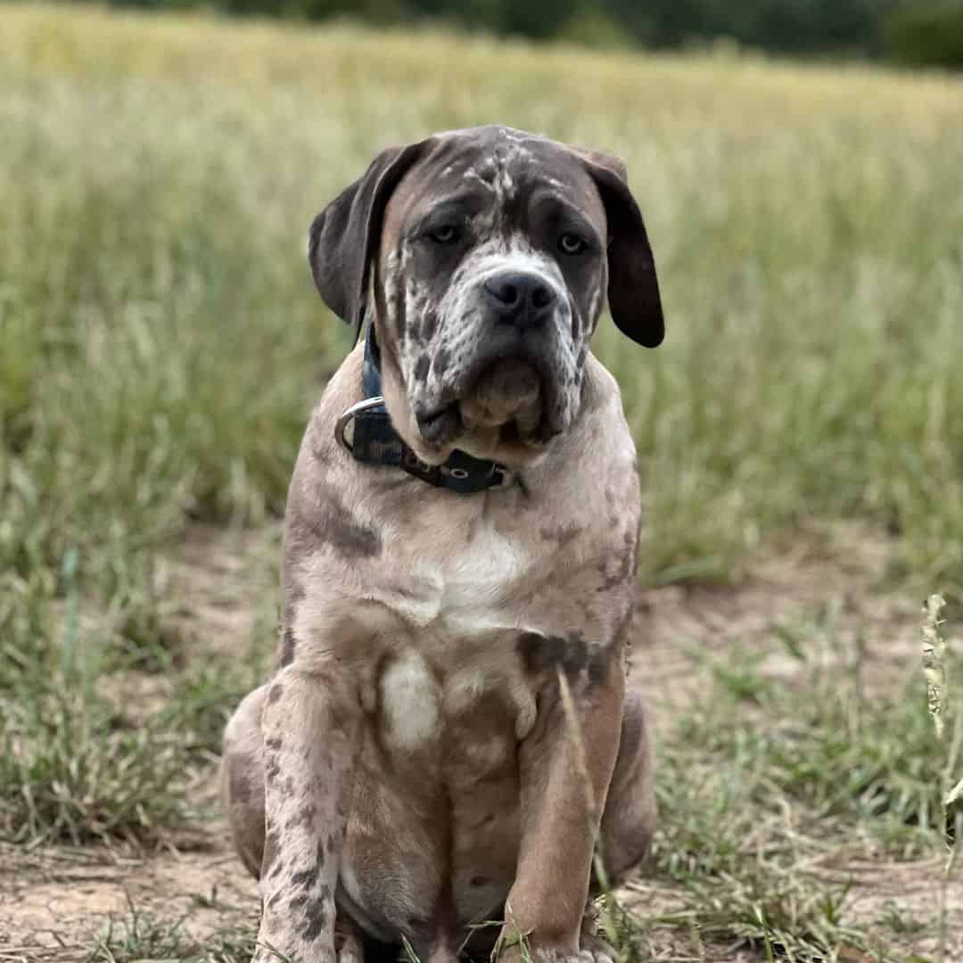 Bandogge is sitting