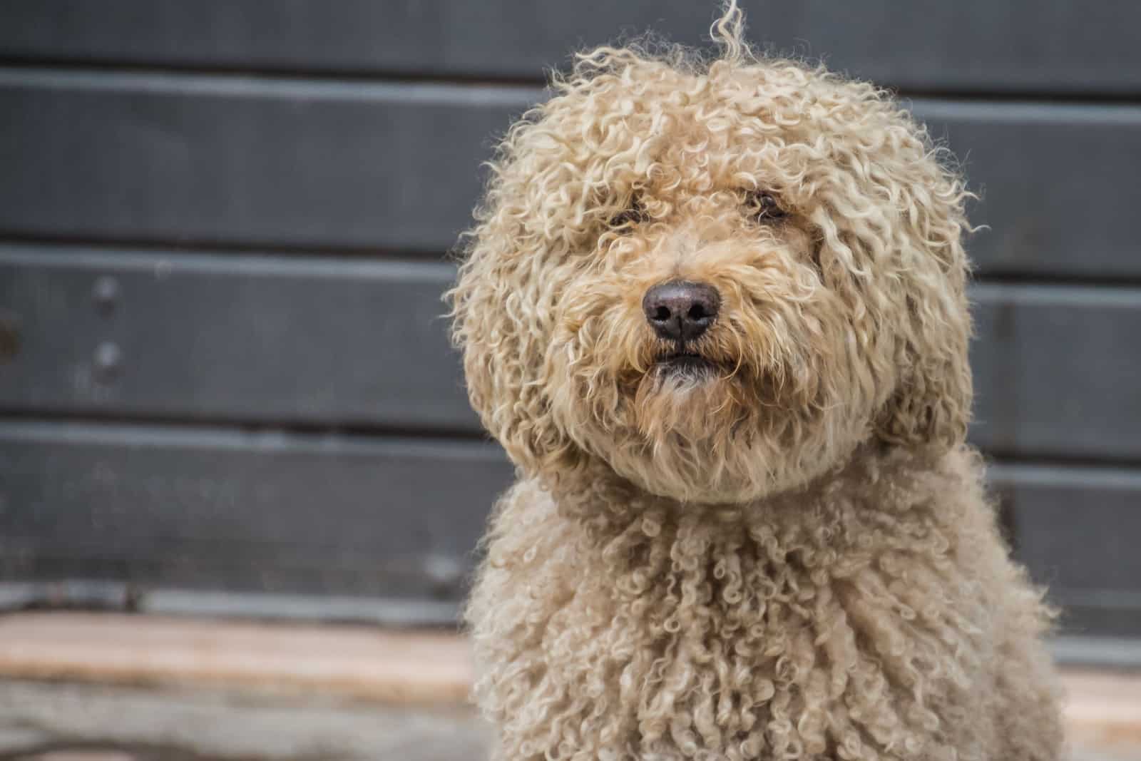 Barbet dog portrait in street background.