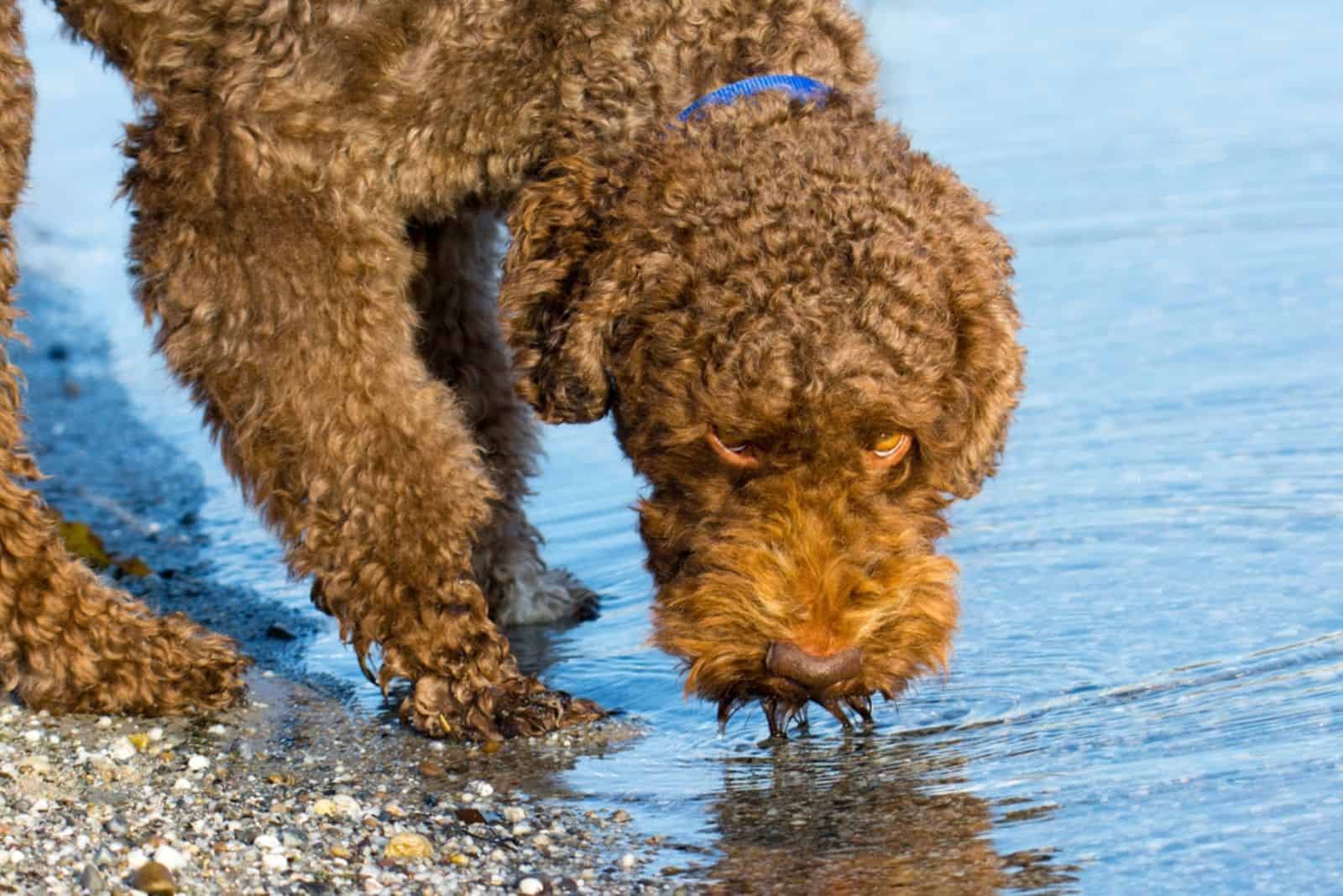 barbet on the lake tasting water