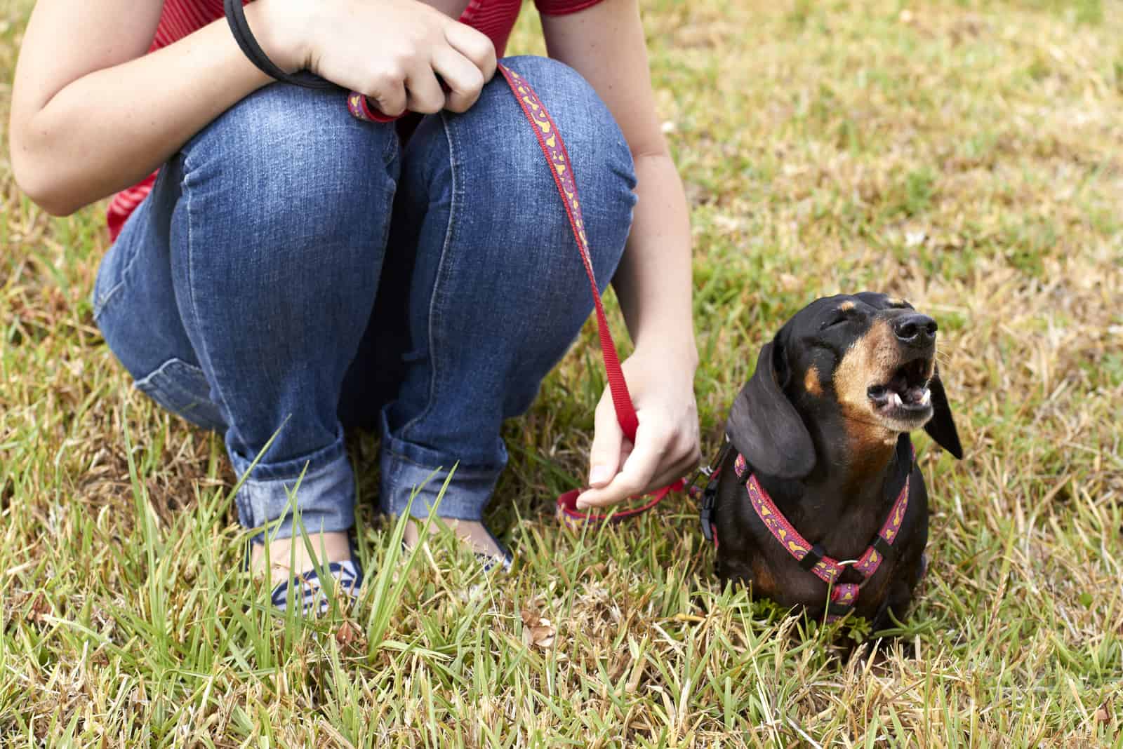 Barking Dachshund dog sitting beside owner