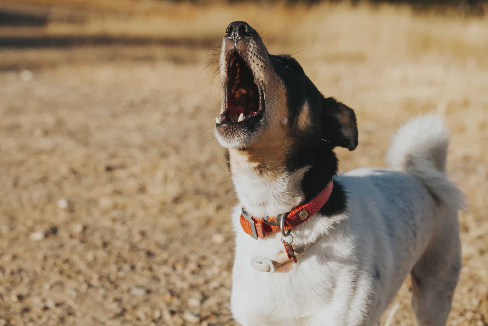 barking dog standing outside