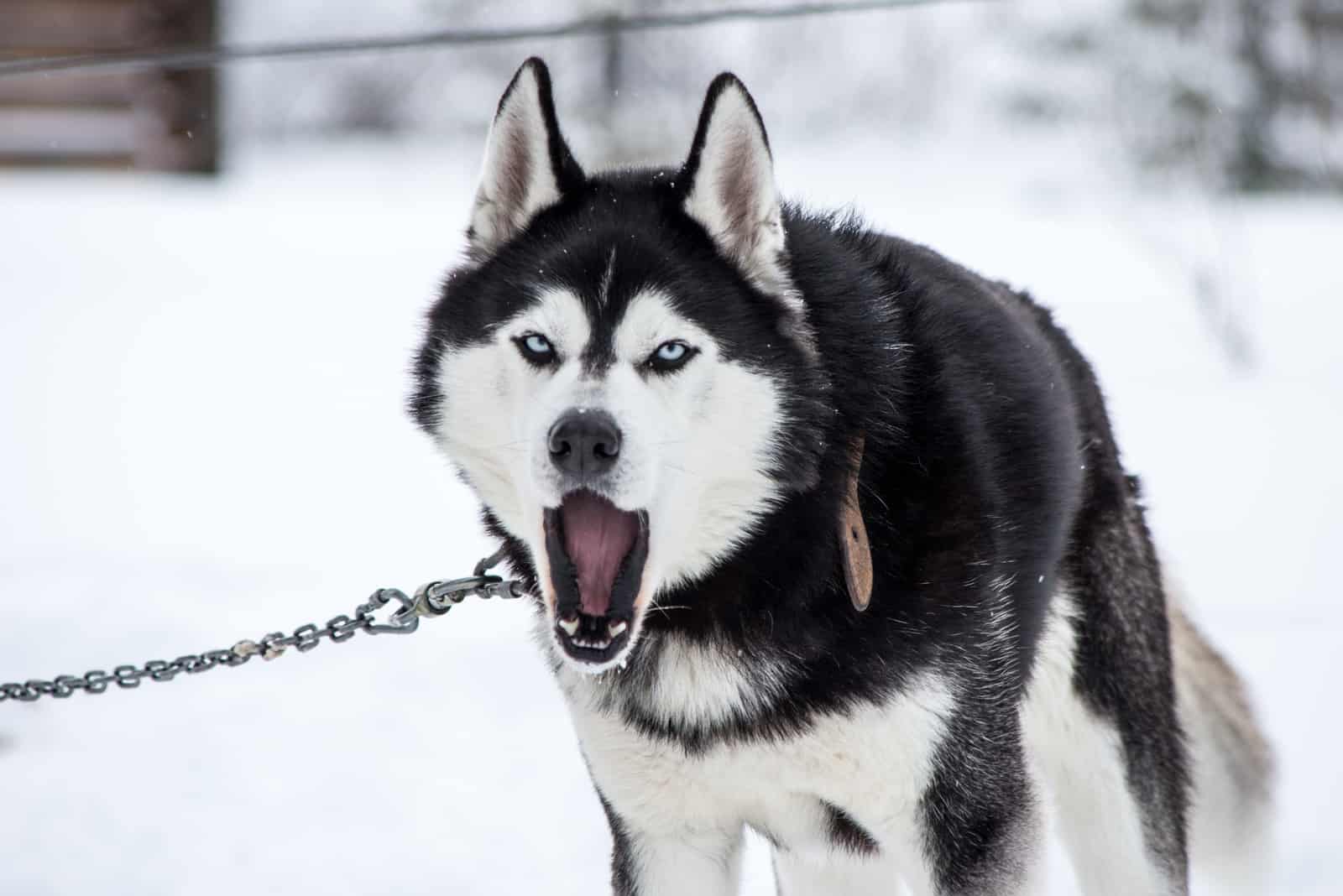 barking Siberian Husky on a chain