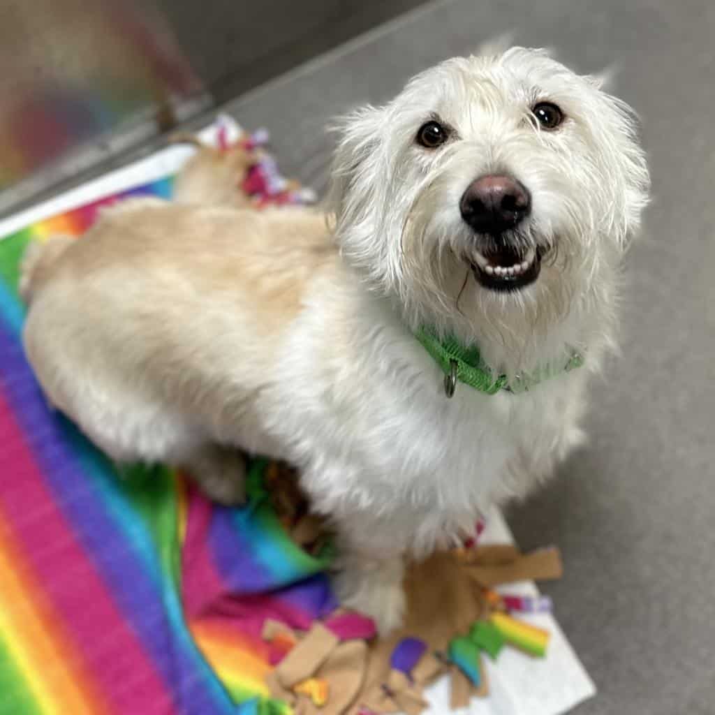 white small dog standing  on a colorful blanket