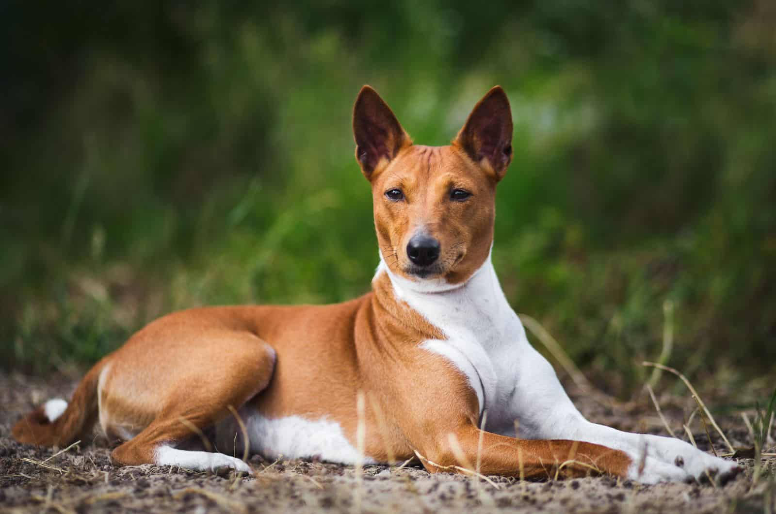 Basenji