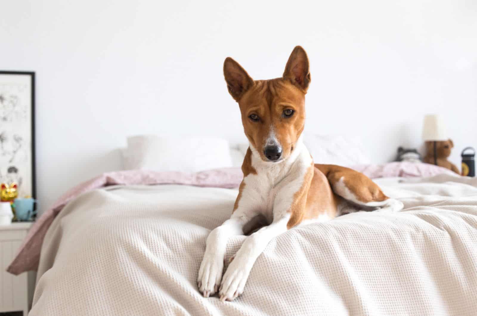 basenji dog lying on the bed