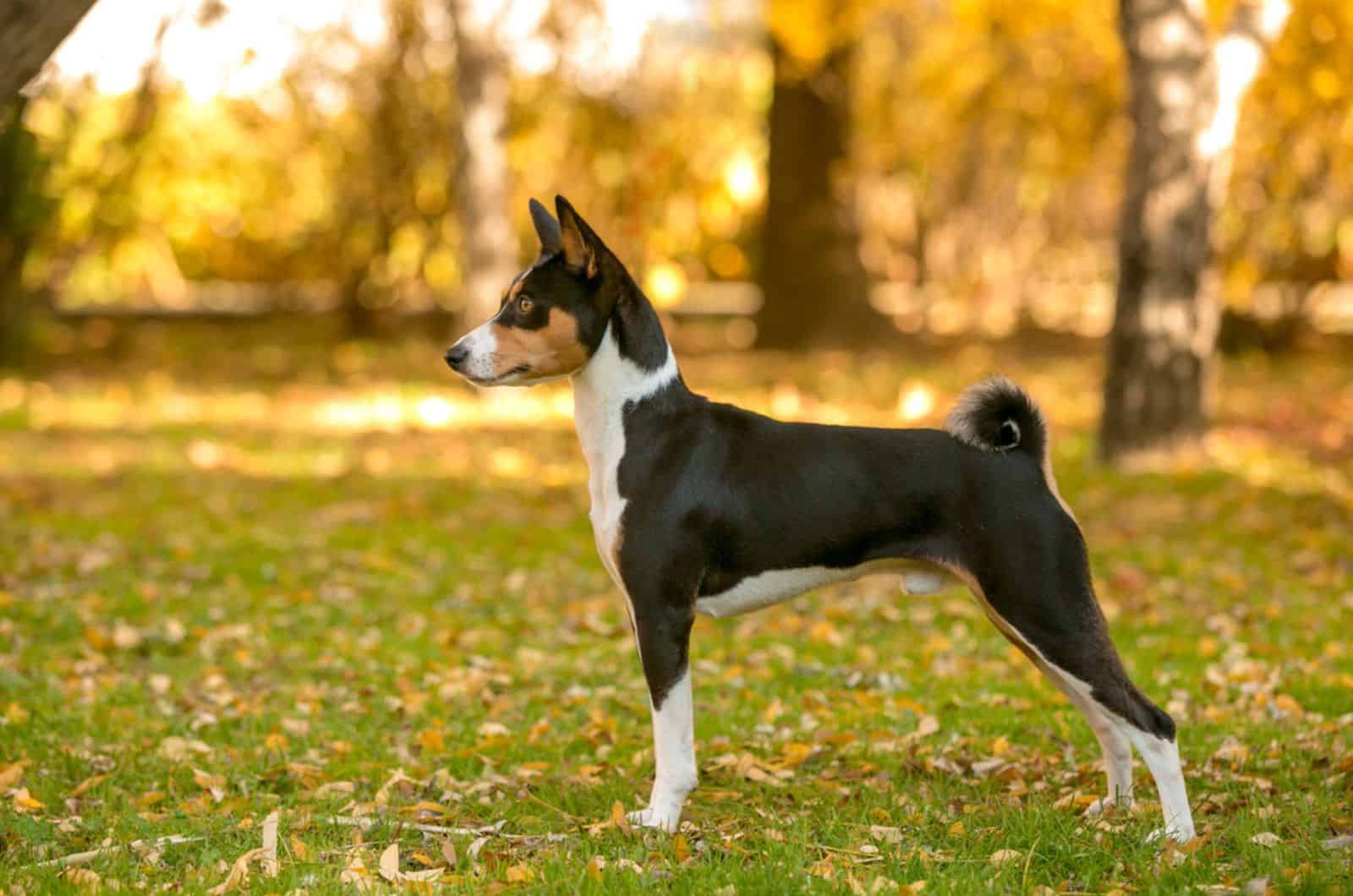 basenji dog in the park in autumn