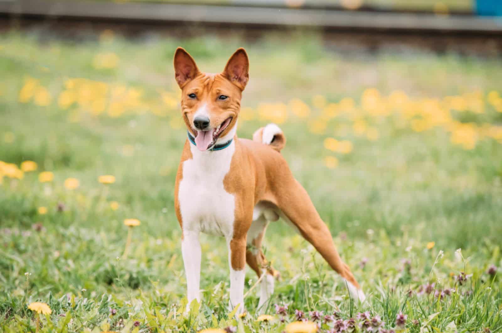 Basenji Growth Chart – How Big Is The Smallest Hound?