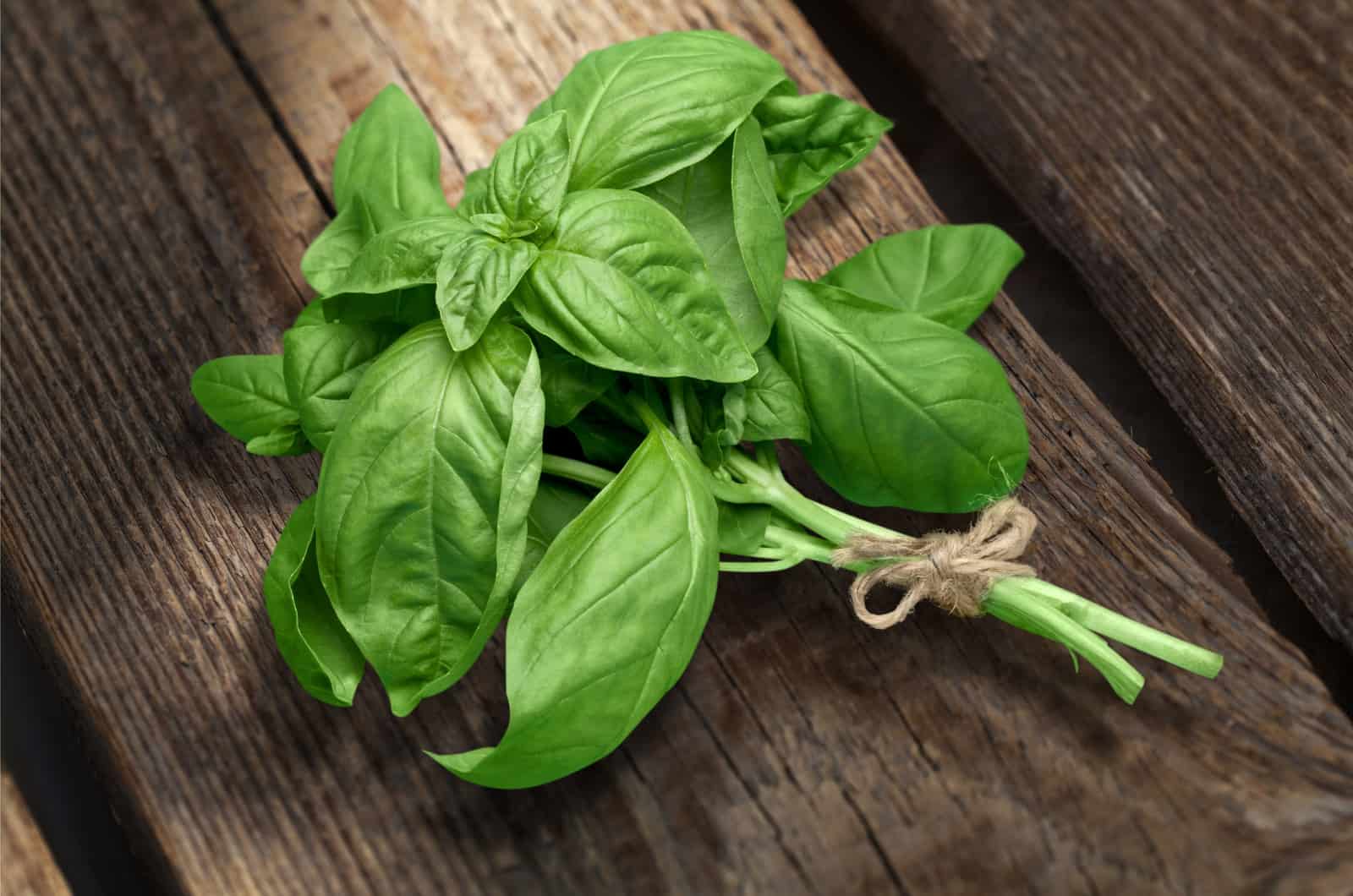 basil herb