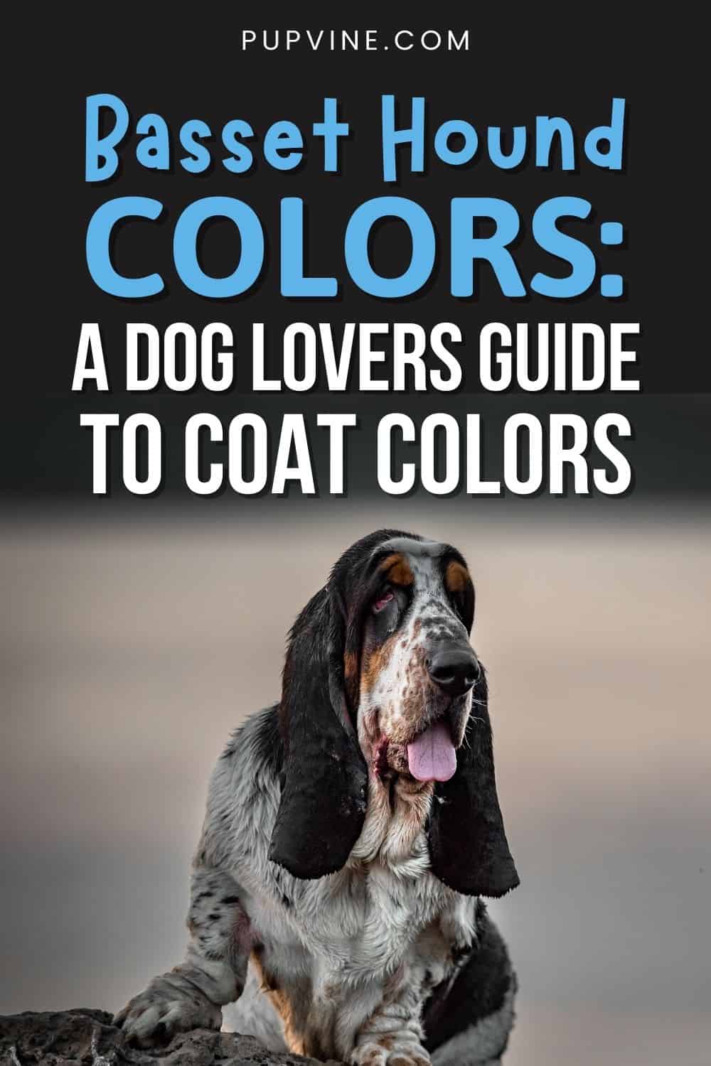 Basset Hound Colors A Dog Lovers Guide To Coat Colors