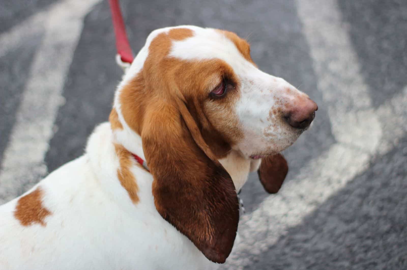 basset hound on a leash