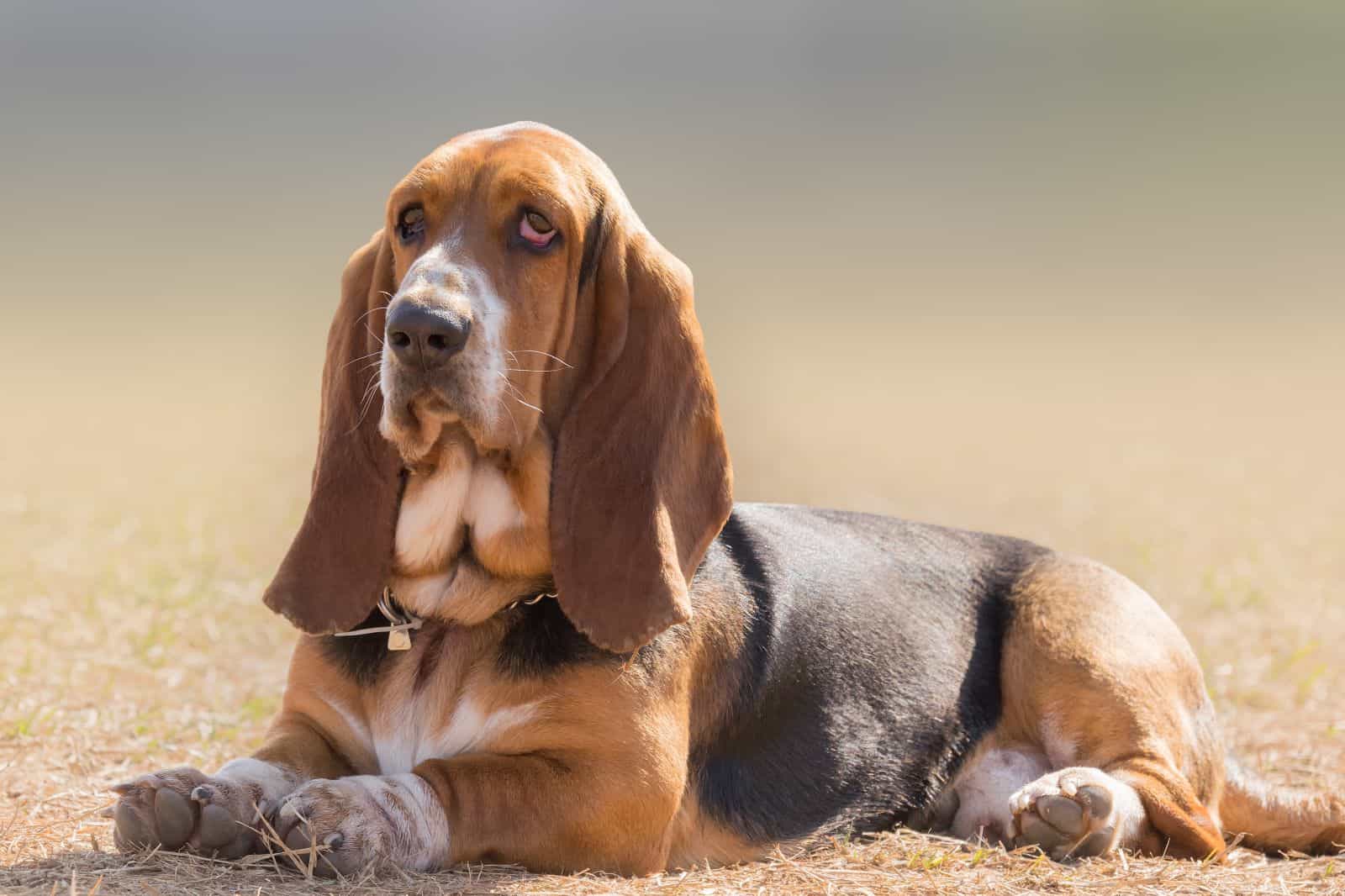 basset hound portrait