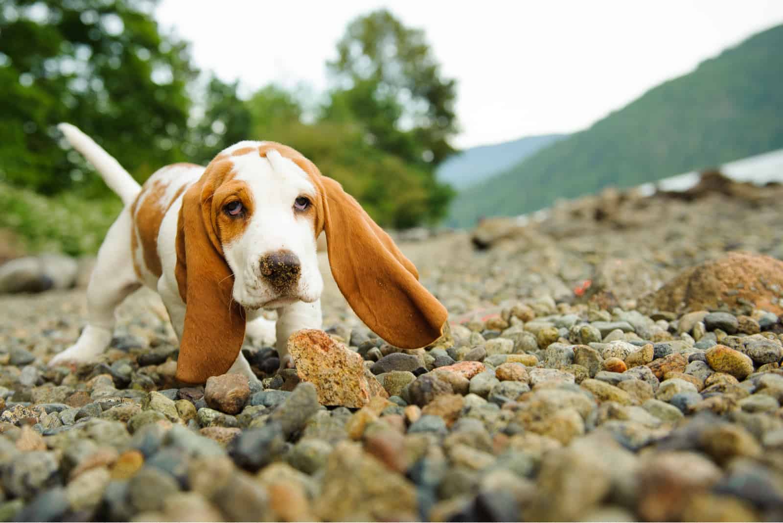 basset hund puppy dog exploring around the beach