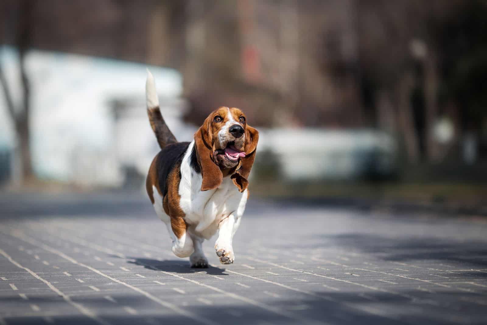 Basset Hound running down the street