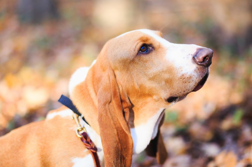 basset hound side portrait