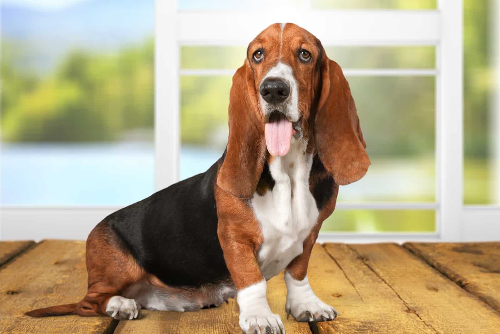 Basset Hound sits on a wooden floor