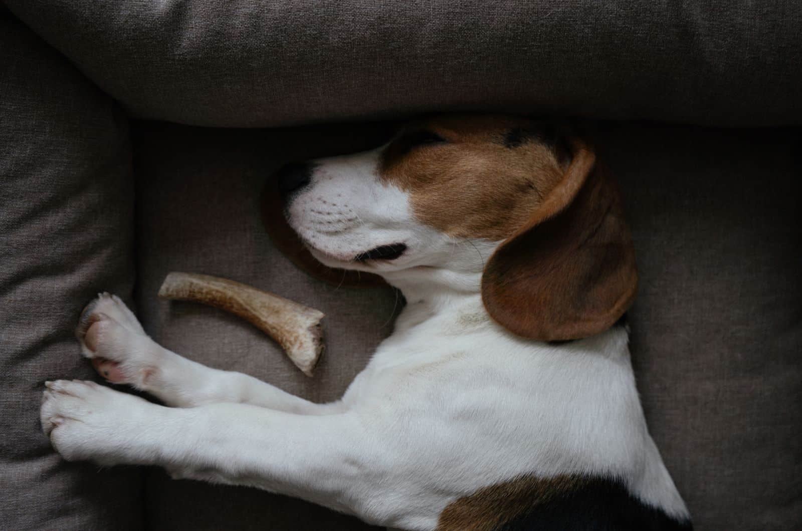 Basset Hound sleeping in bed