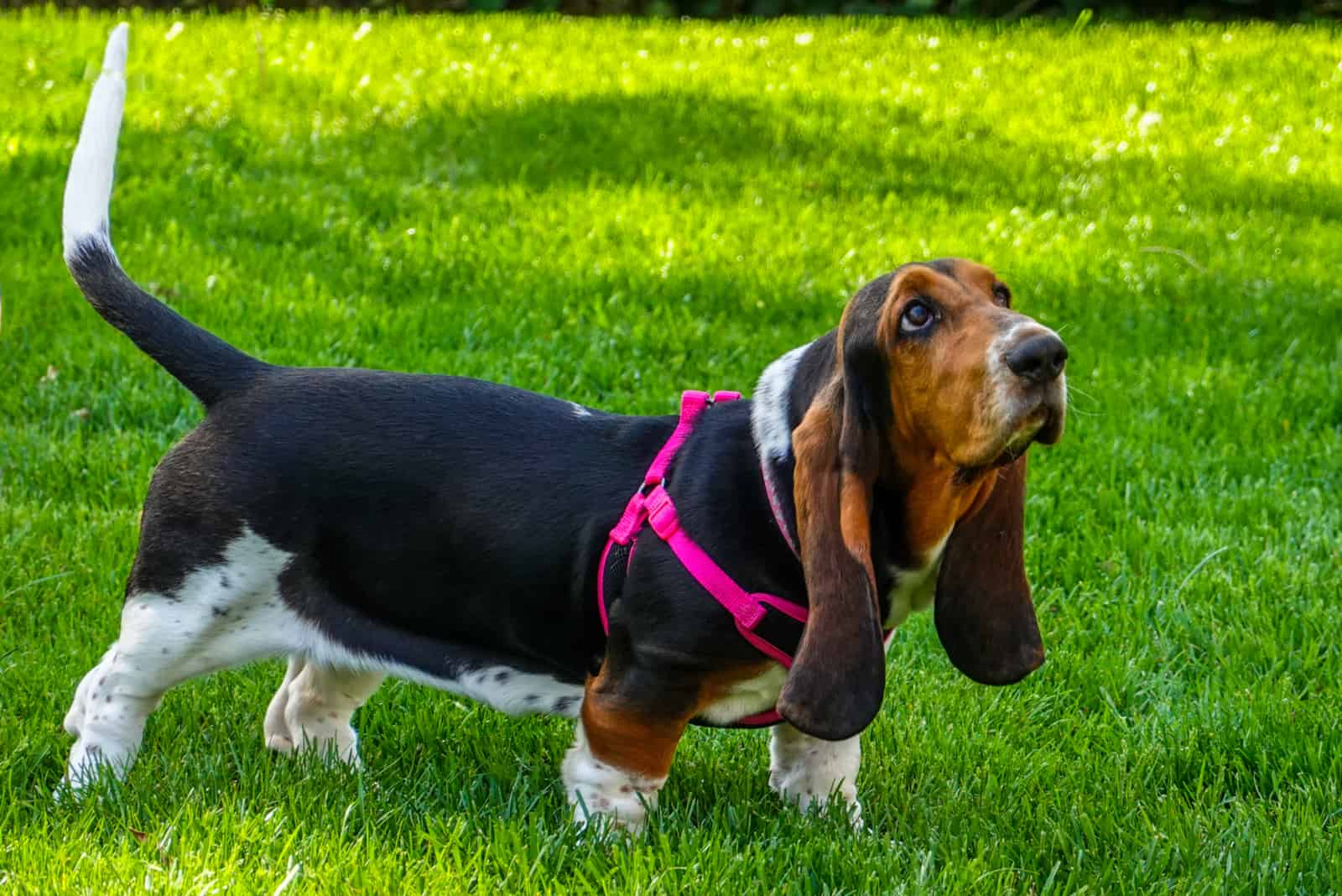 basset hound wearing a harness