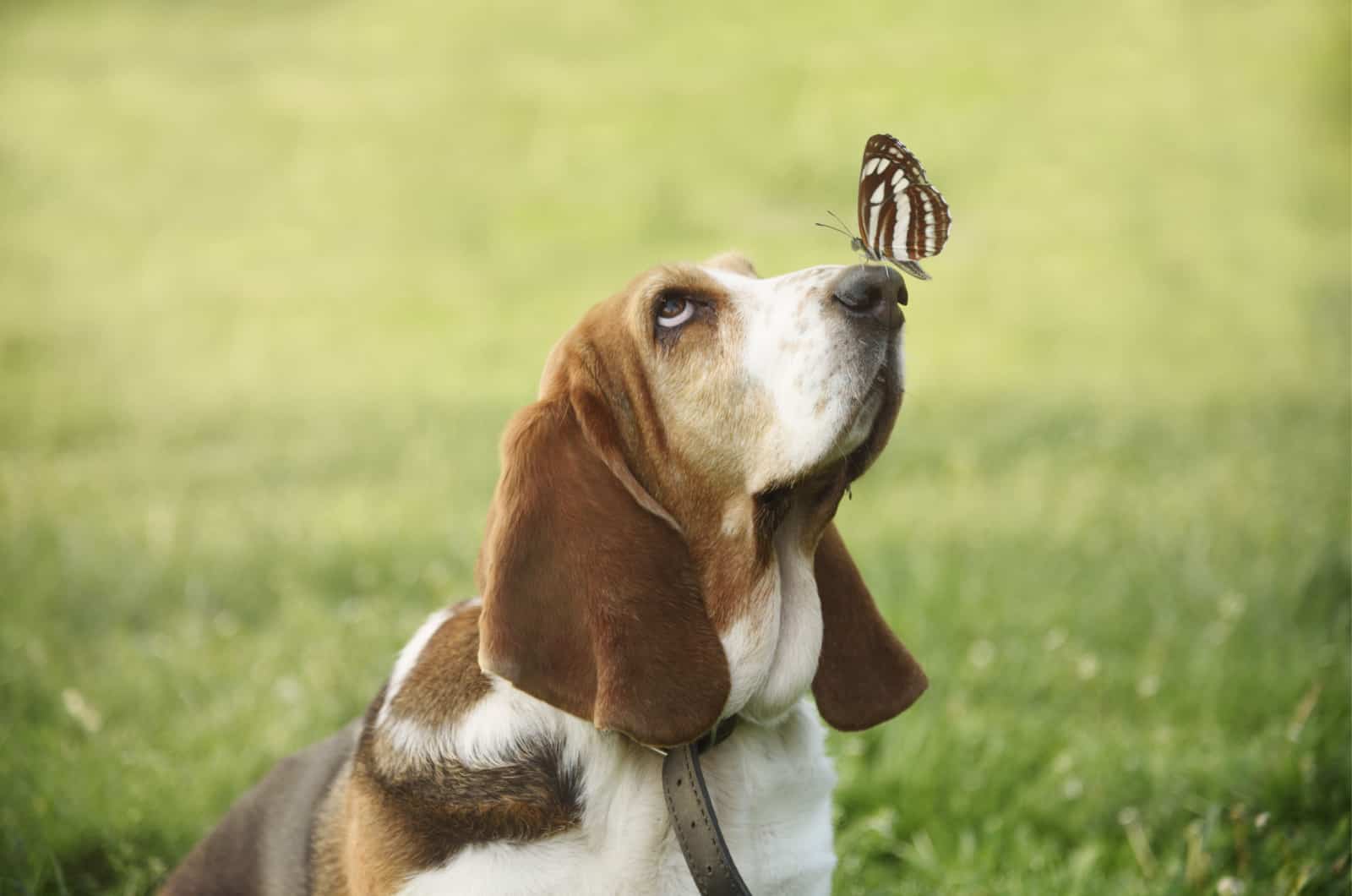 basset hound with a butterfly