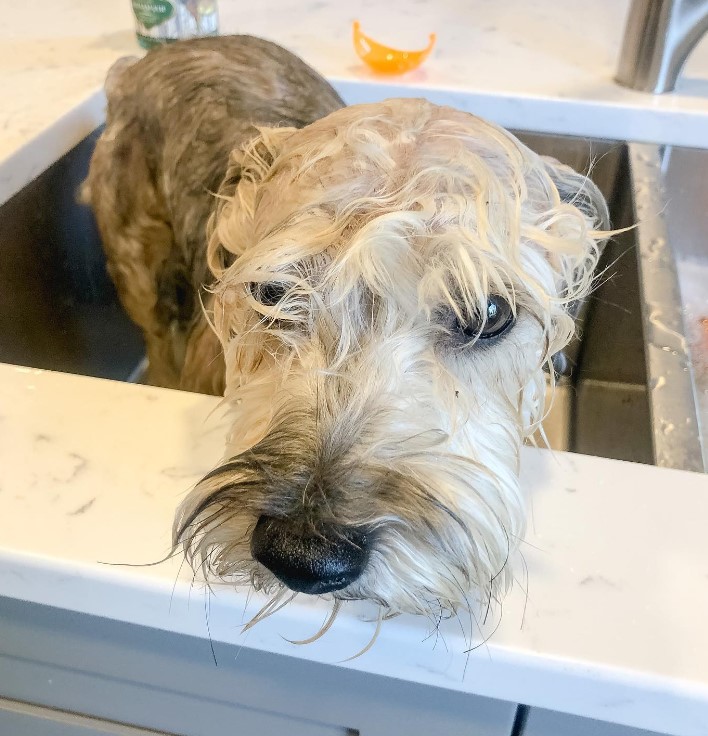 bathed dog in the sink