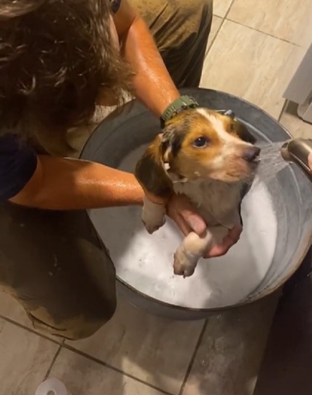 bathing the dog