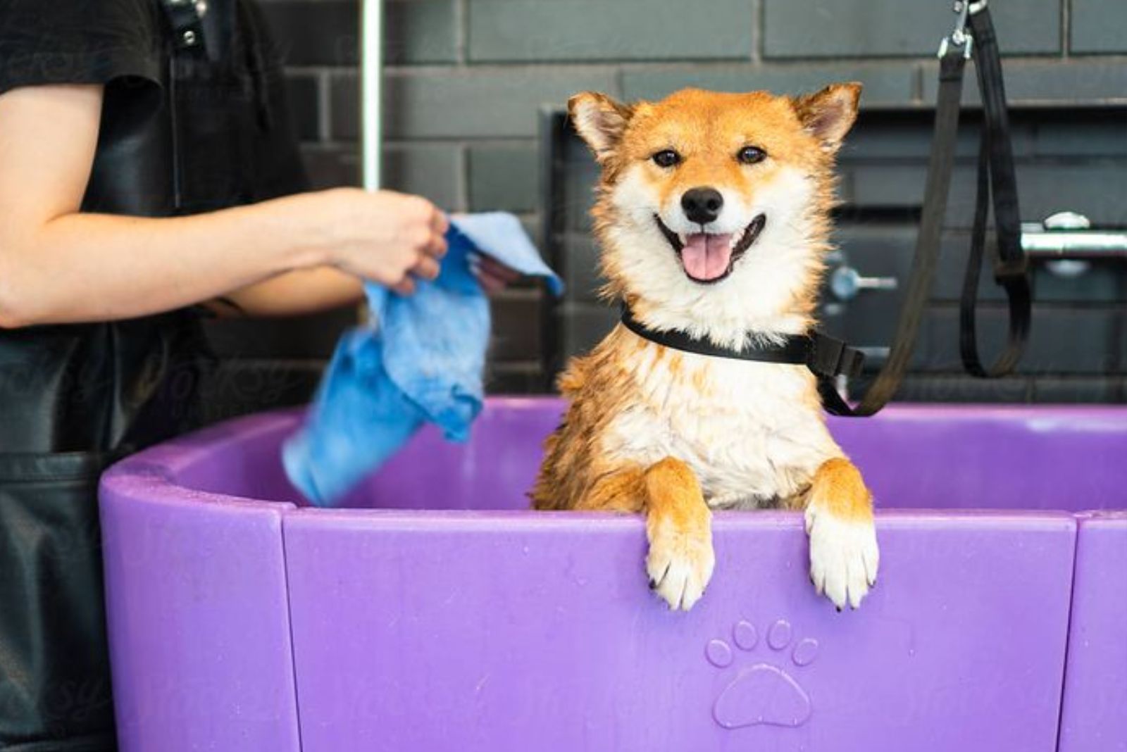 Happy and wet dog sitting in purple bath