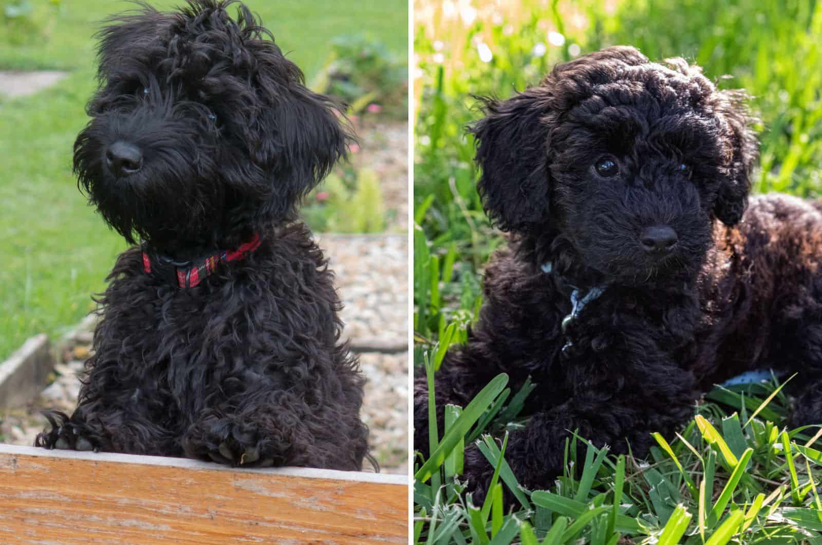 Battle For Attention: Miniature Schnoodle vs Toy Schnoodle