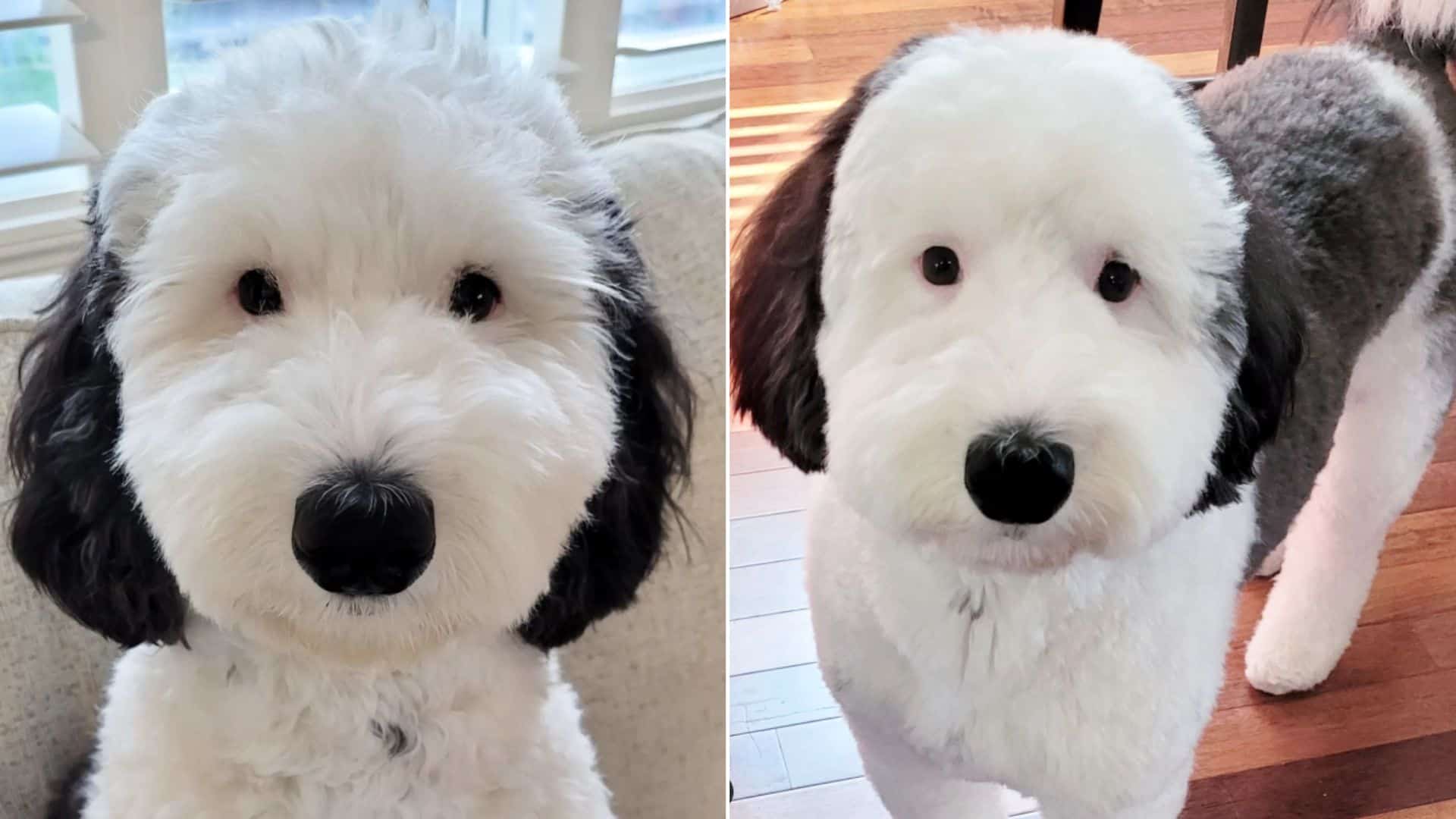 Bayley, The Mini Sheepadoodle, Is Snoopy’s Real Life Look Alike