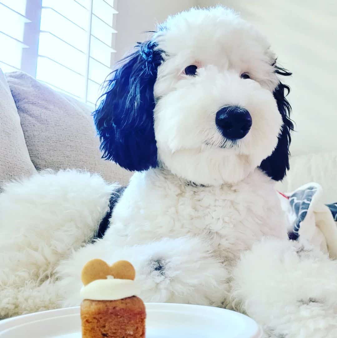 Bayley, the Snoopy look-alike, with a cupcake