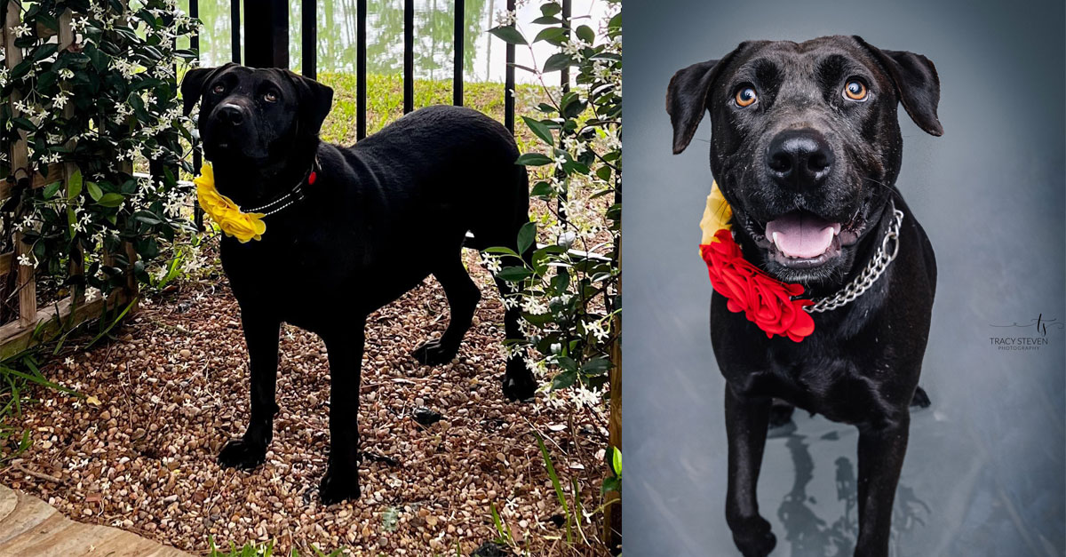 Overlooked Dog Spends Almost 250 Days At Shelter Watching Her Buddies Go Into Forever Homes