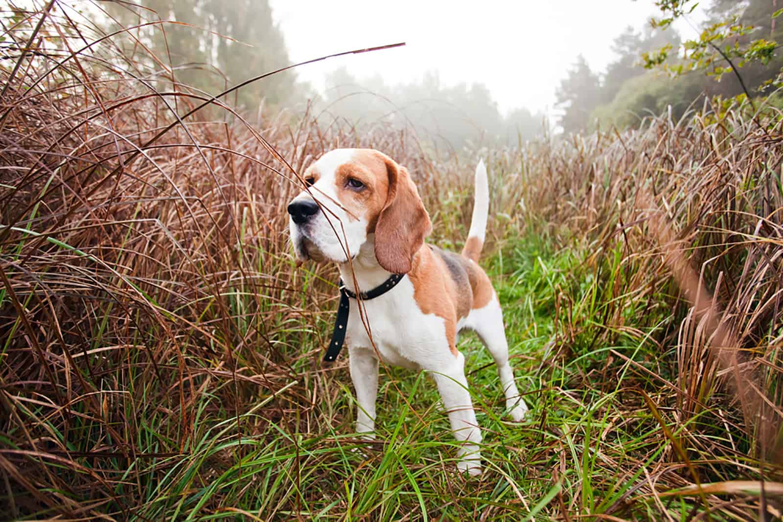 beagle in the foggy morning in forest