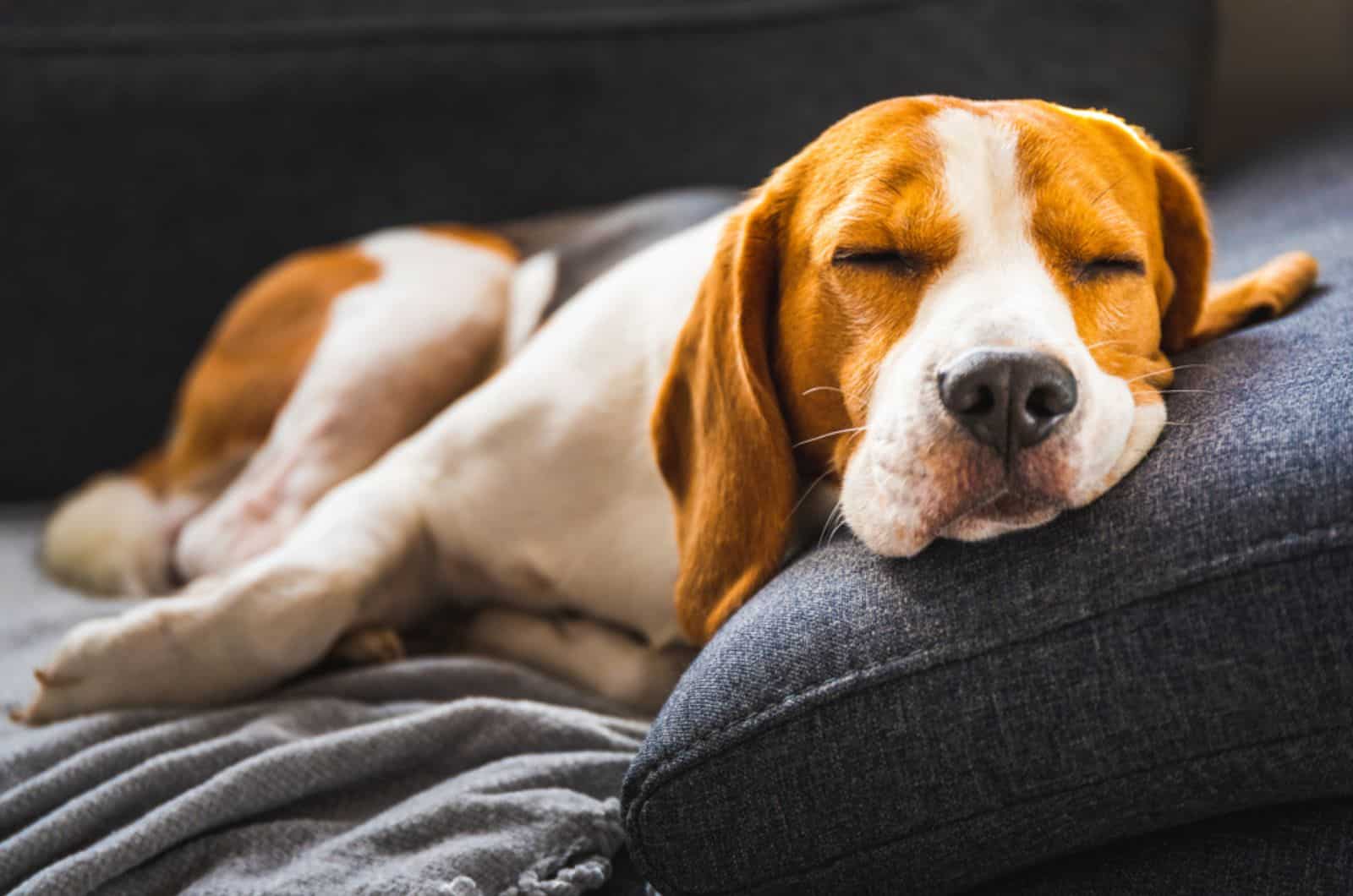 beagle dog sleeping on the couch