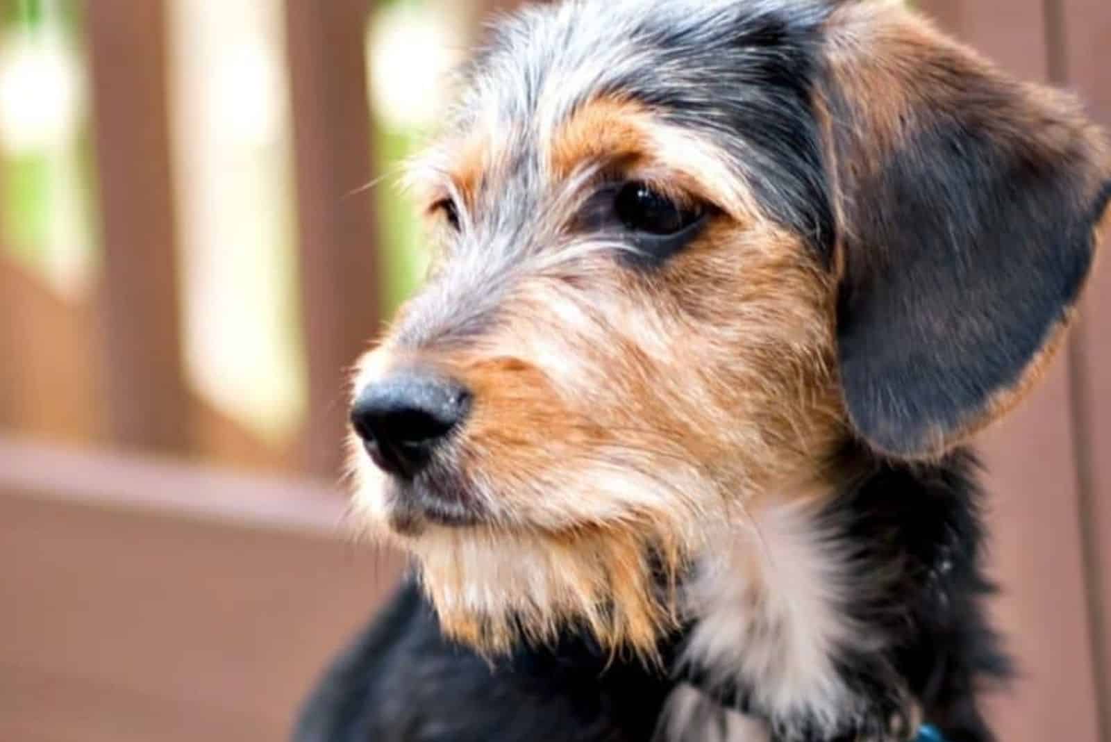 beagle and yorkie mix