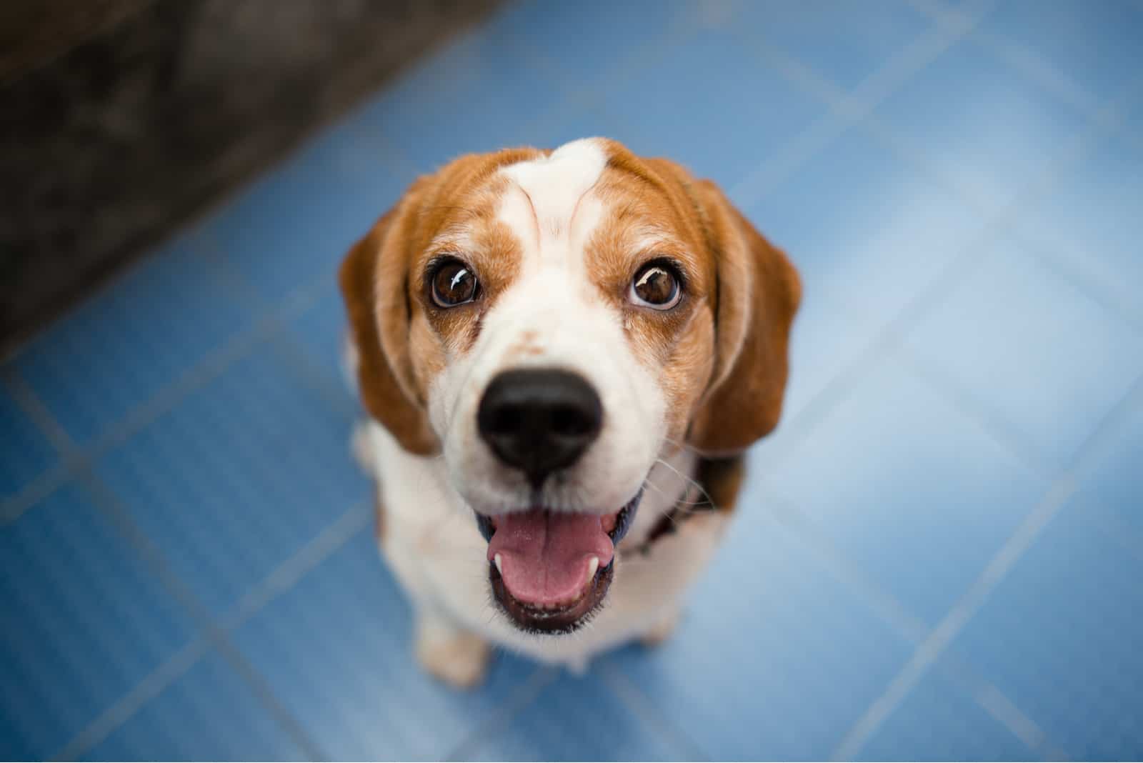 Beagle dog