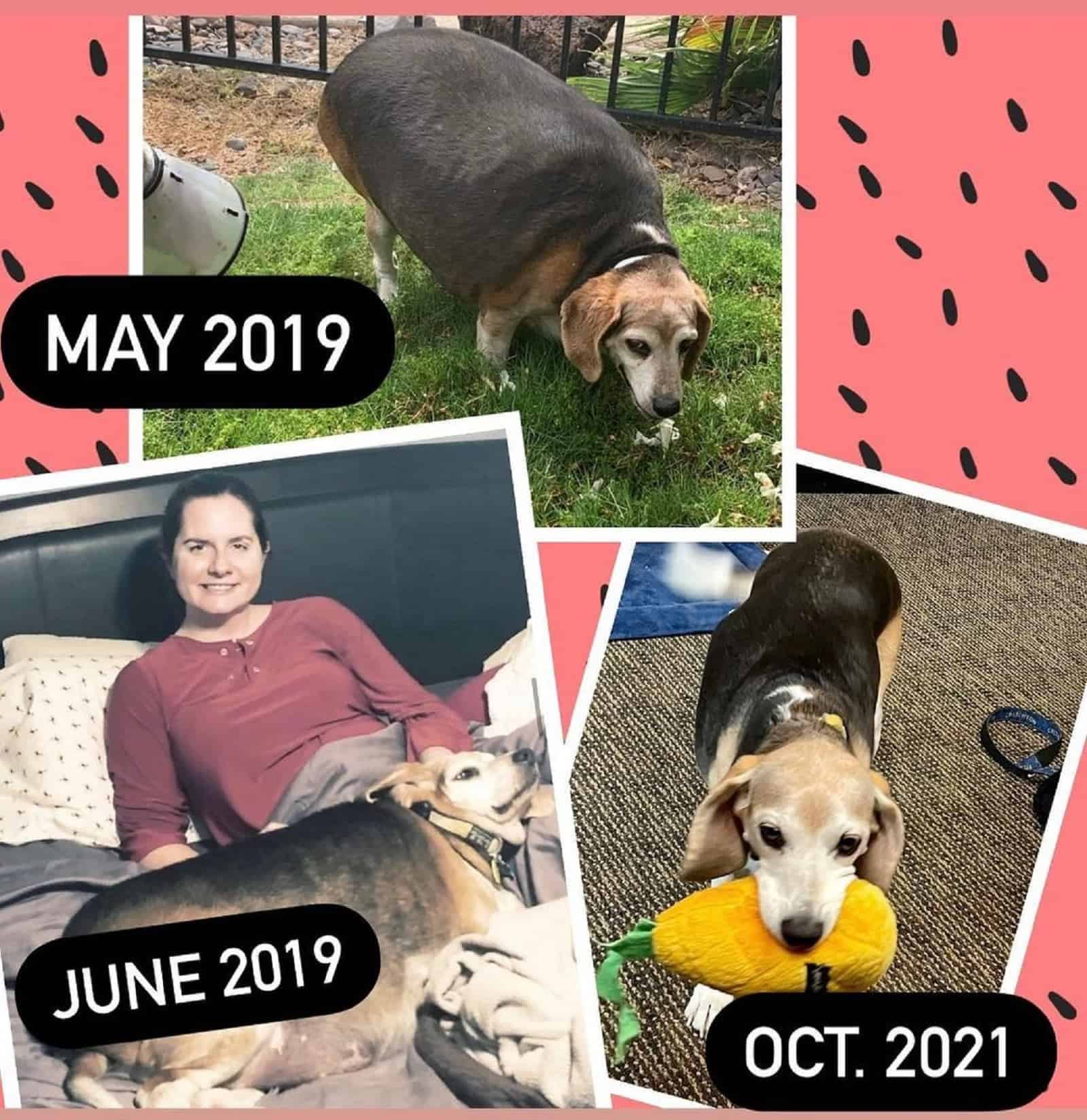 beagle dog before and after weight loss