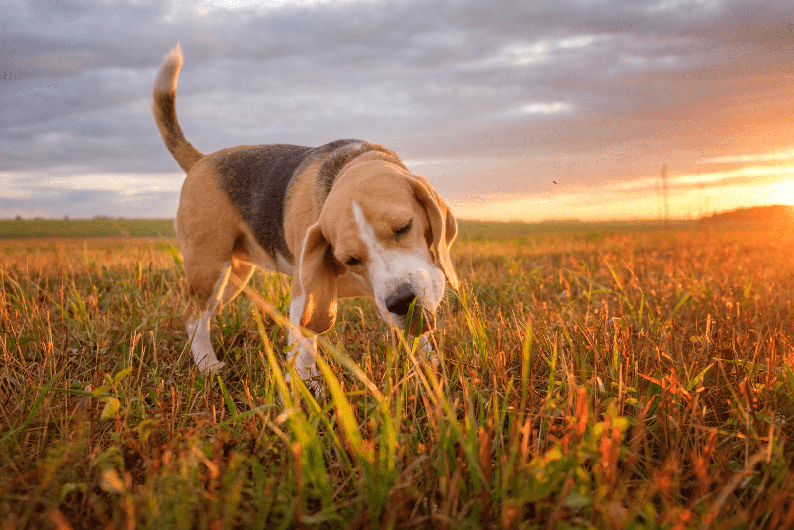 Beagle dog eats green grass