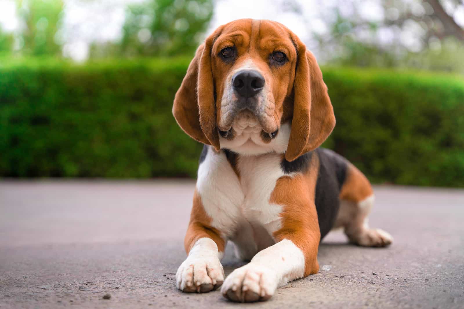 Beagle dog lying on the ground outdoors