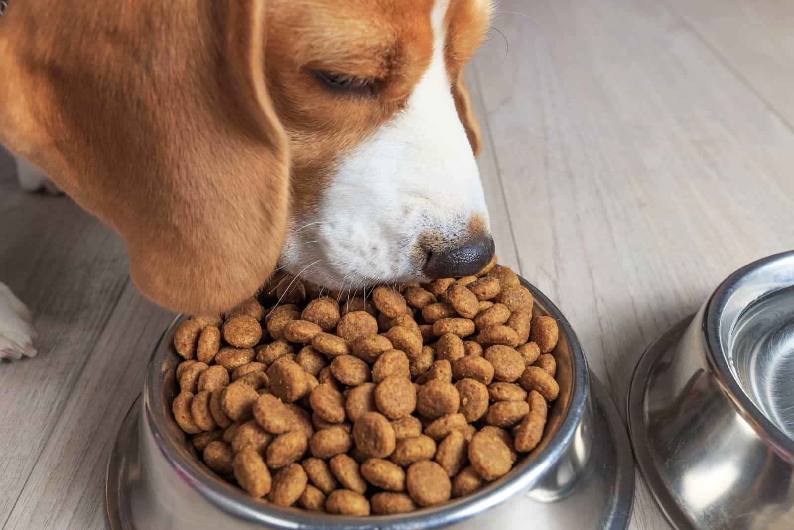 beagle eating food from a bowl