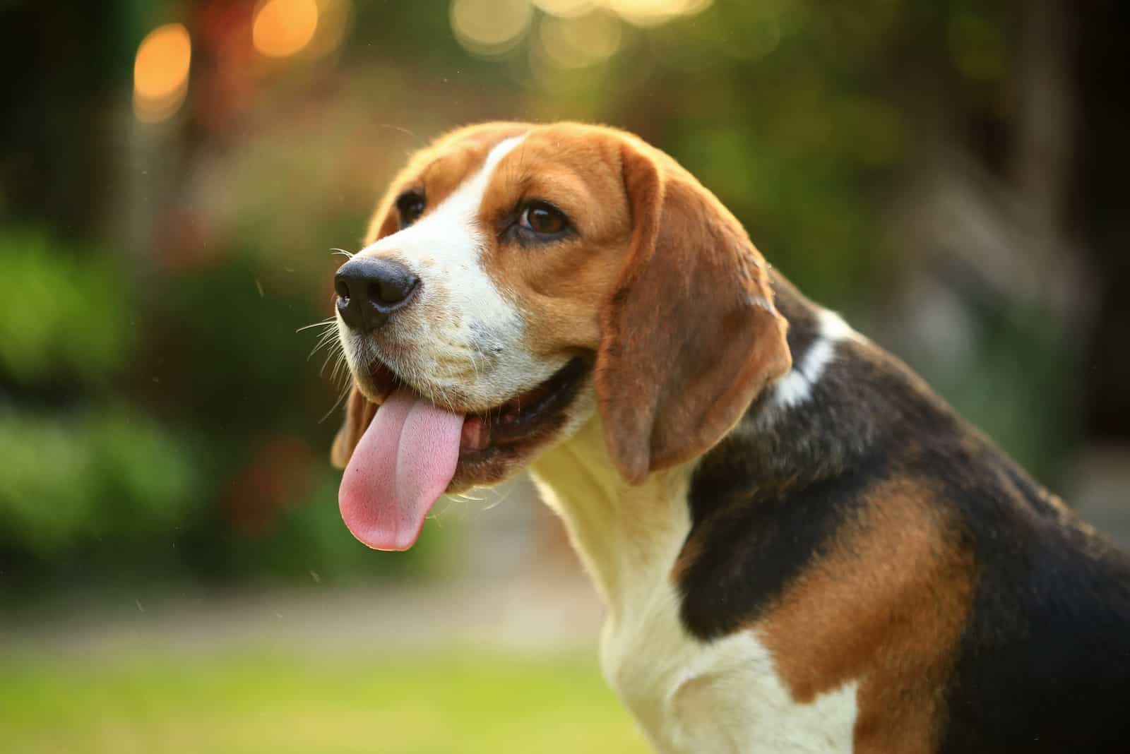 Beagle Growth Chart: Everything You Need To Know Before Buying