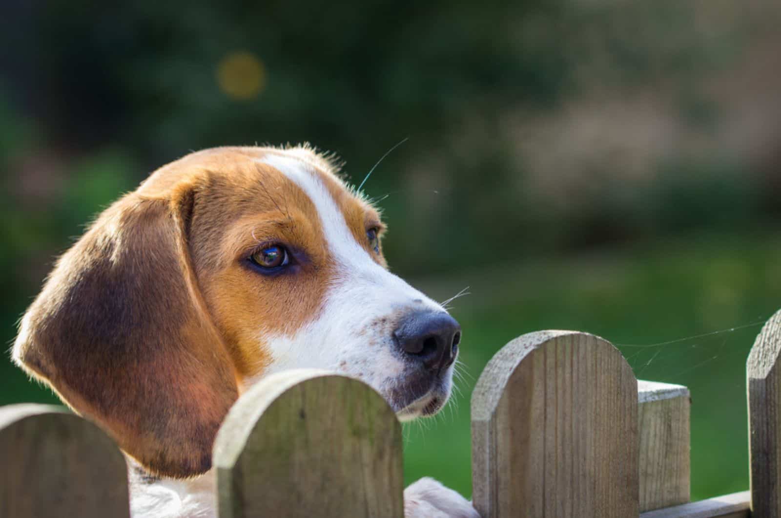 looks over the fence in the yard