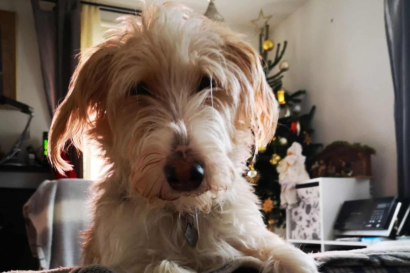 beagle mix with yorkie leaning on the sofa of the living room