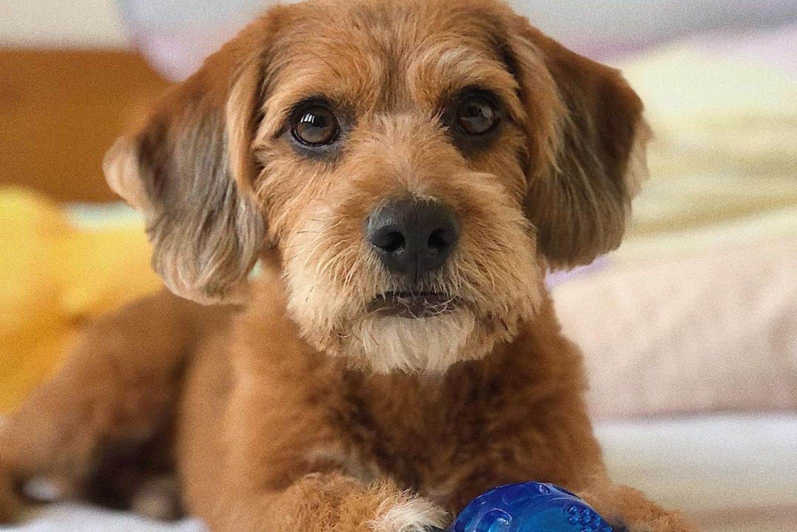 Beagle Poodle Mix: Both Loveable Breeds In One Package