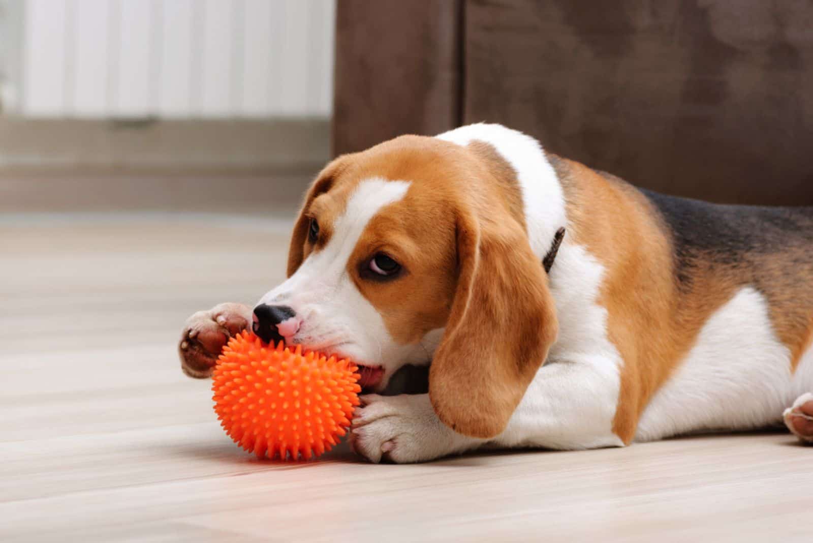 beagle puppy chewing spiky ball dog toy indoor