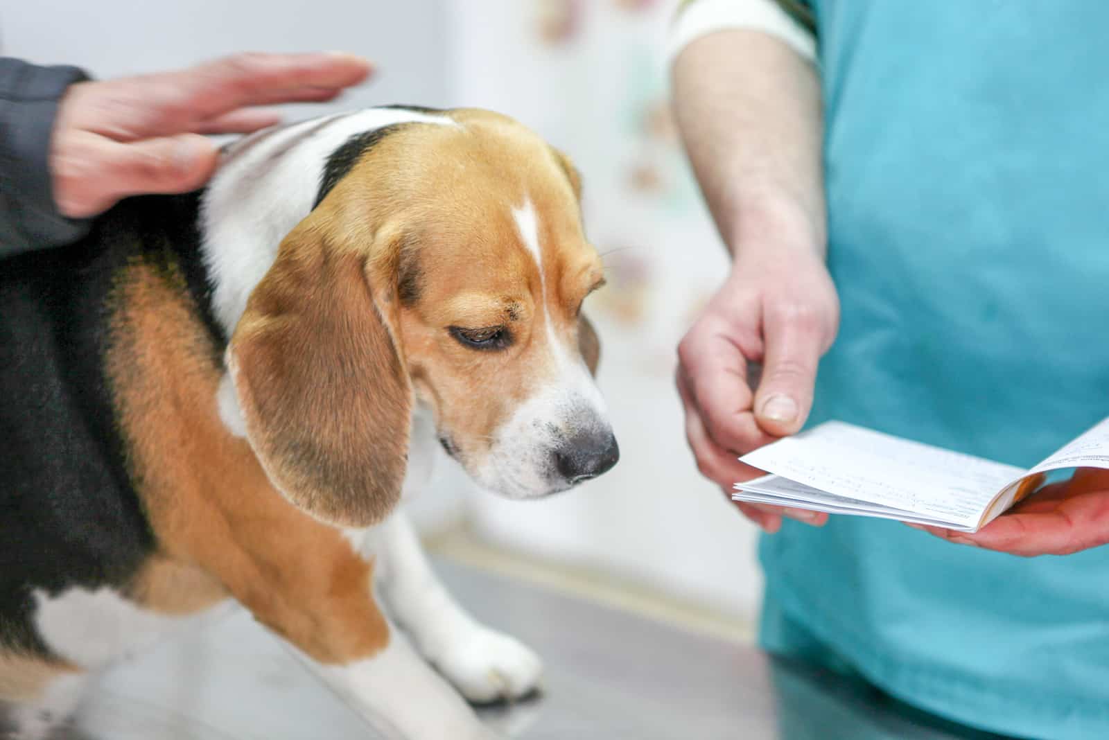 Beagle Puppy On Examination Table At Vet's Office